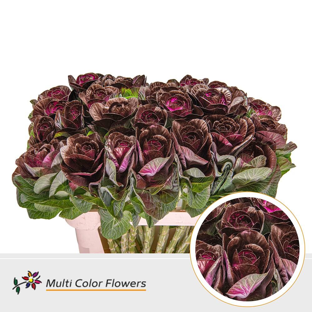 Срезанные цветы оптом Brassica paint bordeaux от 30шт из Голландии с доставкой по России