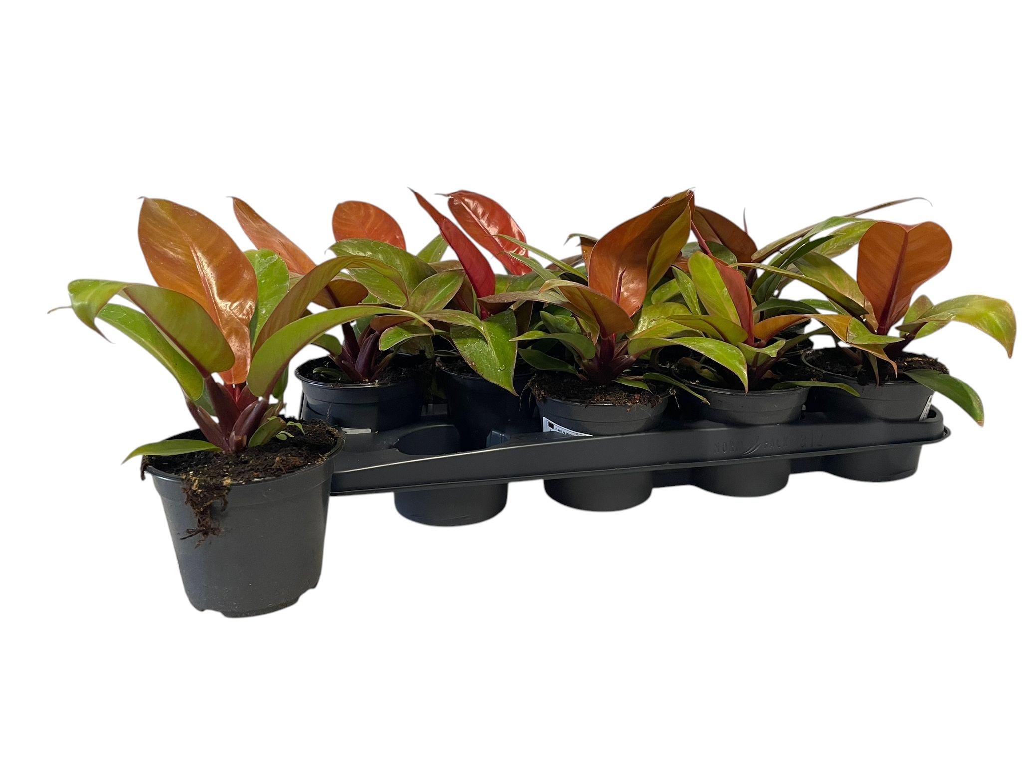 Горшечные цветы и растения оптом Phil Prin Of Orange от 12шт из Голландии с доставкой по России