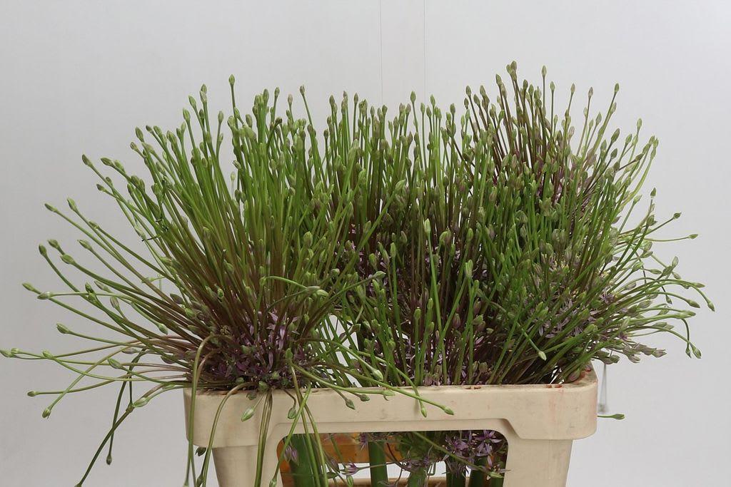 Срезанные цветы оптом Allium schubertii от 9шт из Голландии с доставкой по России