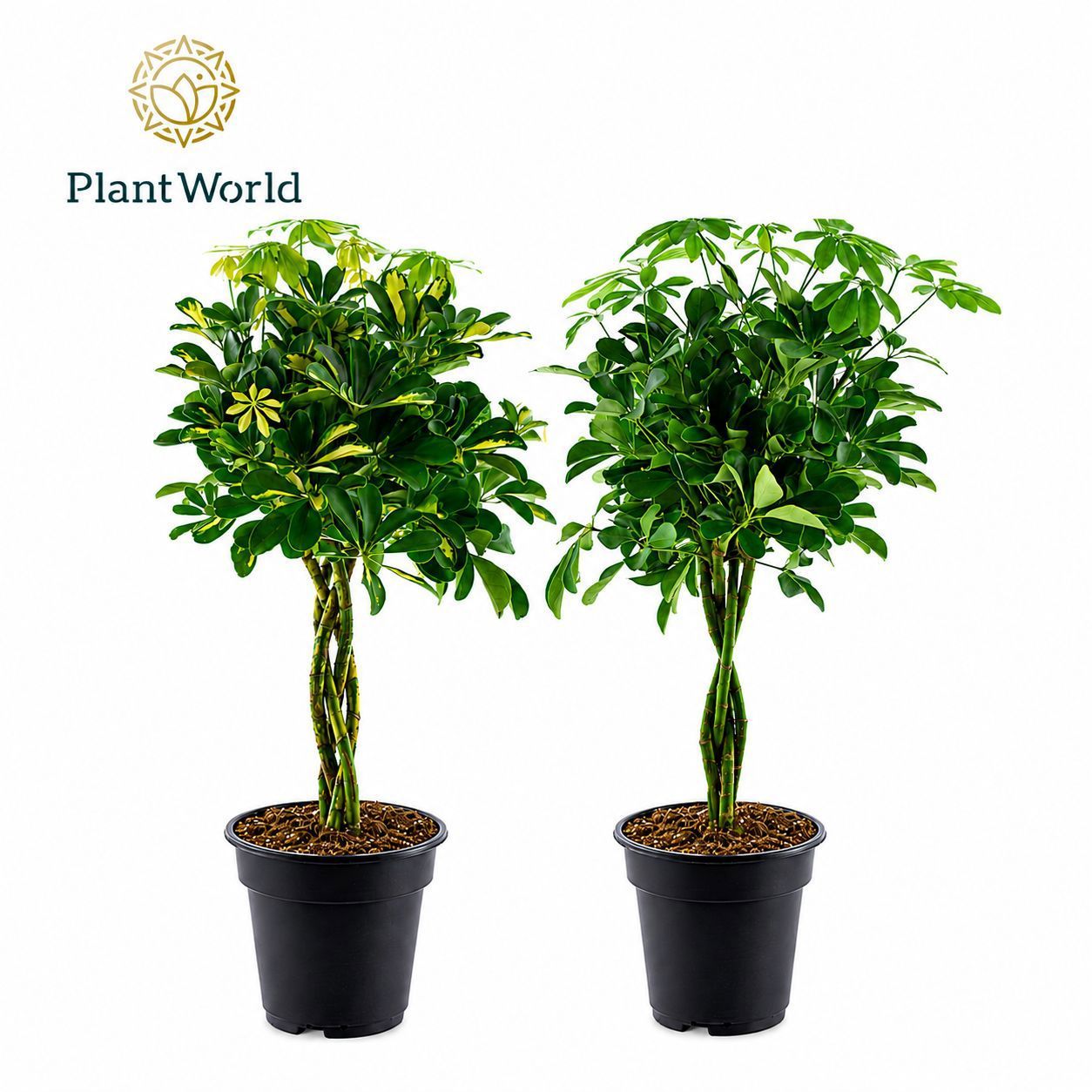 Горшечные цветы и растения оптом Schefflera Gevlochten Stam Mix от 3шт из Голландии с доставкой по России