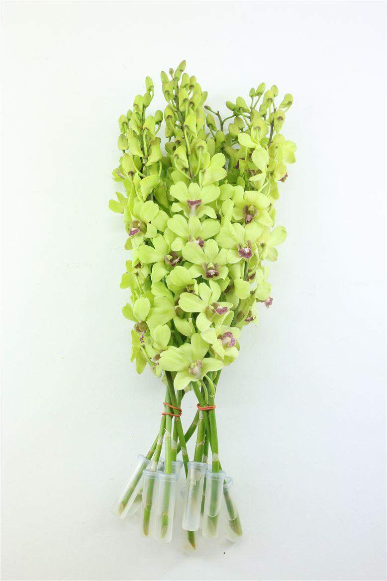 Срезанные цветы оптом Dendrobium green от 50шт из Голландии с доставкой по России