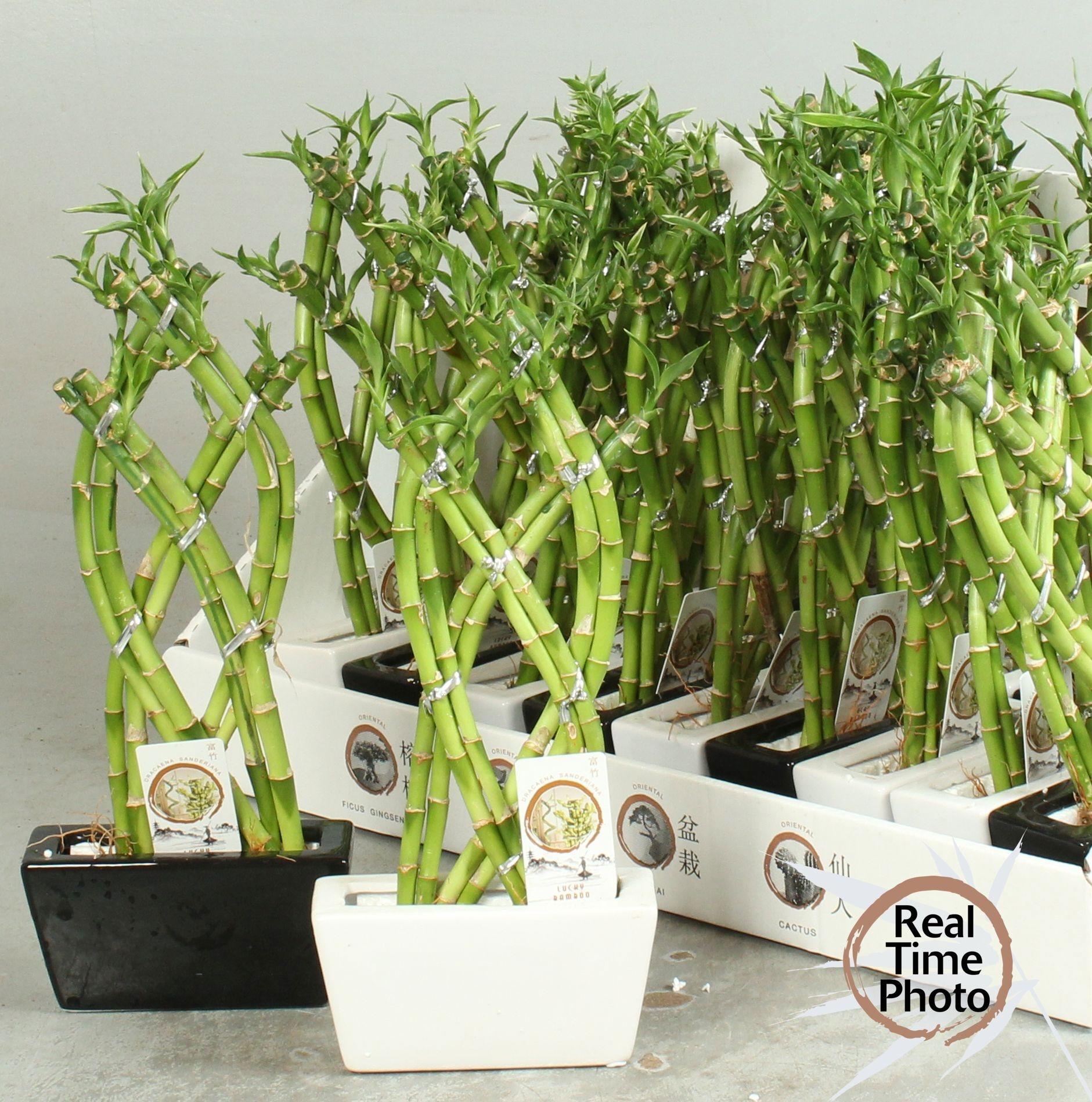 Горшечные цветы и растения оптом Dra Lucky Bamboo от 18шт из Голландии с доставкой по России