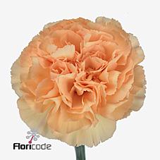 Срезанные цветы оптом Dianthus st mandarin от 80шт из Голландии с доставкой по России