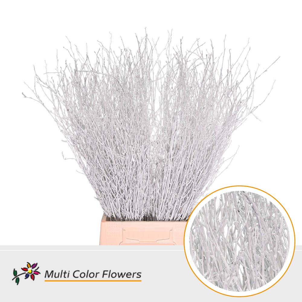 Срезанные цветы оптом Betula paint white от 100шт. из Голландии с доставкой по России