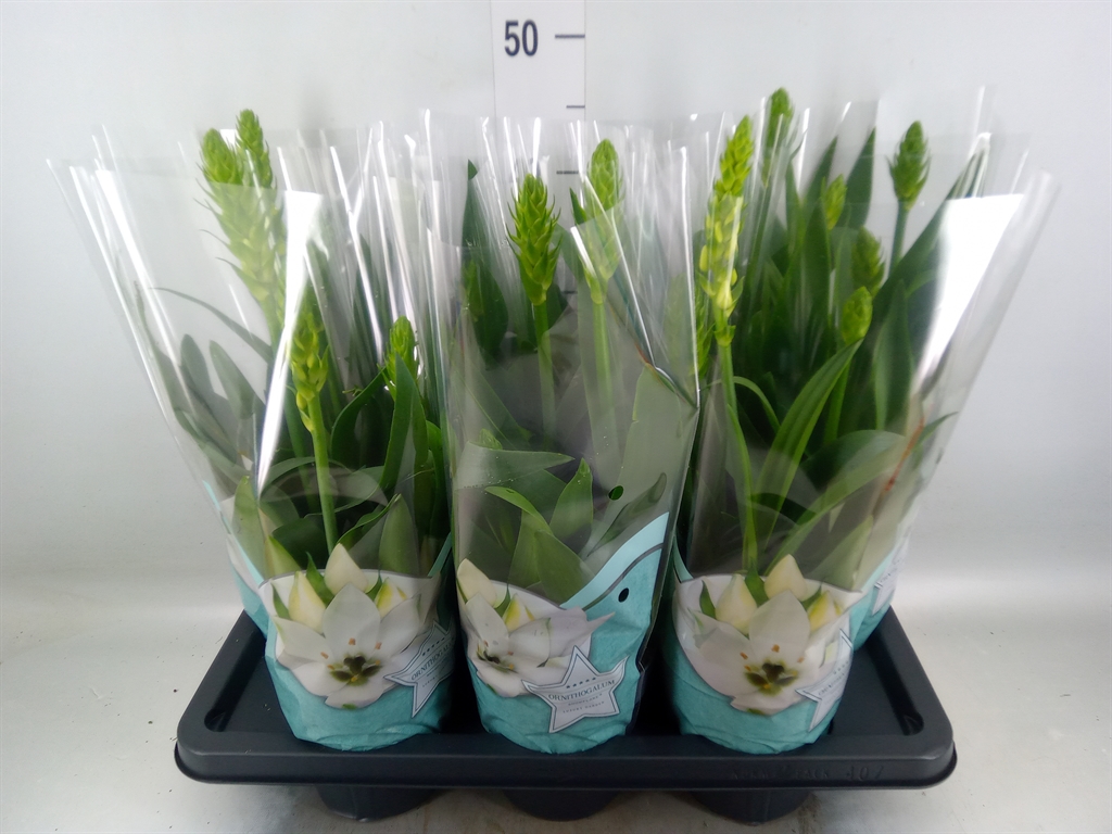 Горшечные цветы и растения оптом Ornithogalum Thyrs. от 7шт из Голландии с доставкой по России