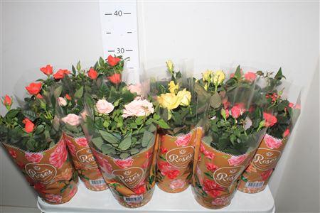 Горшечные цветы и растения оптом Ro Fav Ro Gem 4 Srt от 12шт из Голландии с доставкой по России