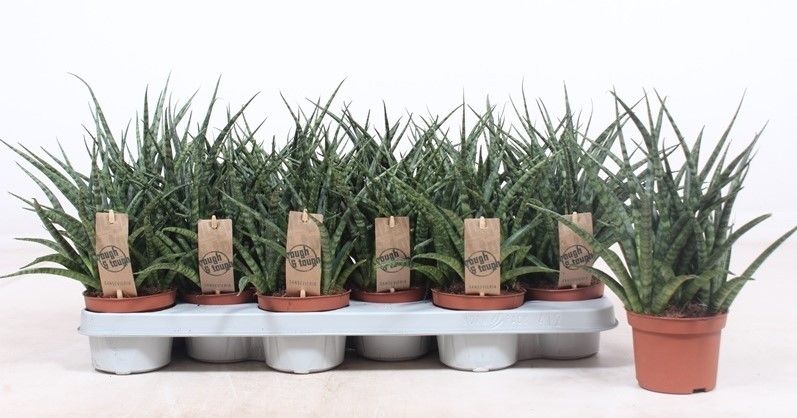 Горшечные цветы и растения оптом Sansevieria Fernwood Punk от 12шт из Голландии с доставкой по России