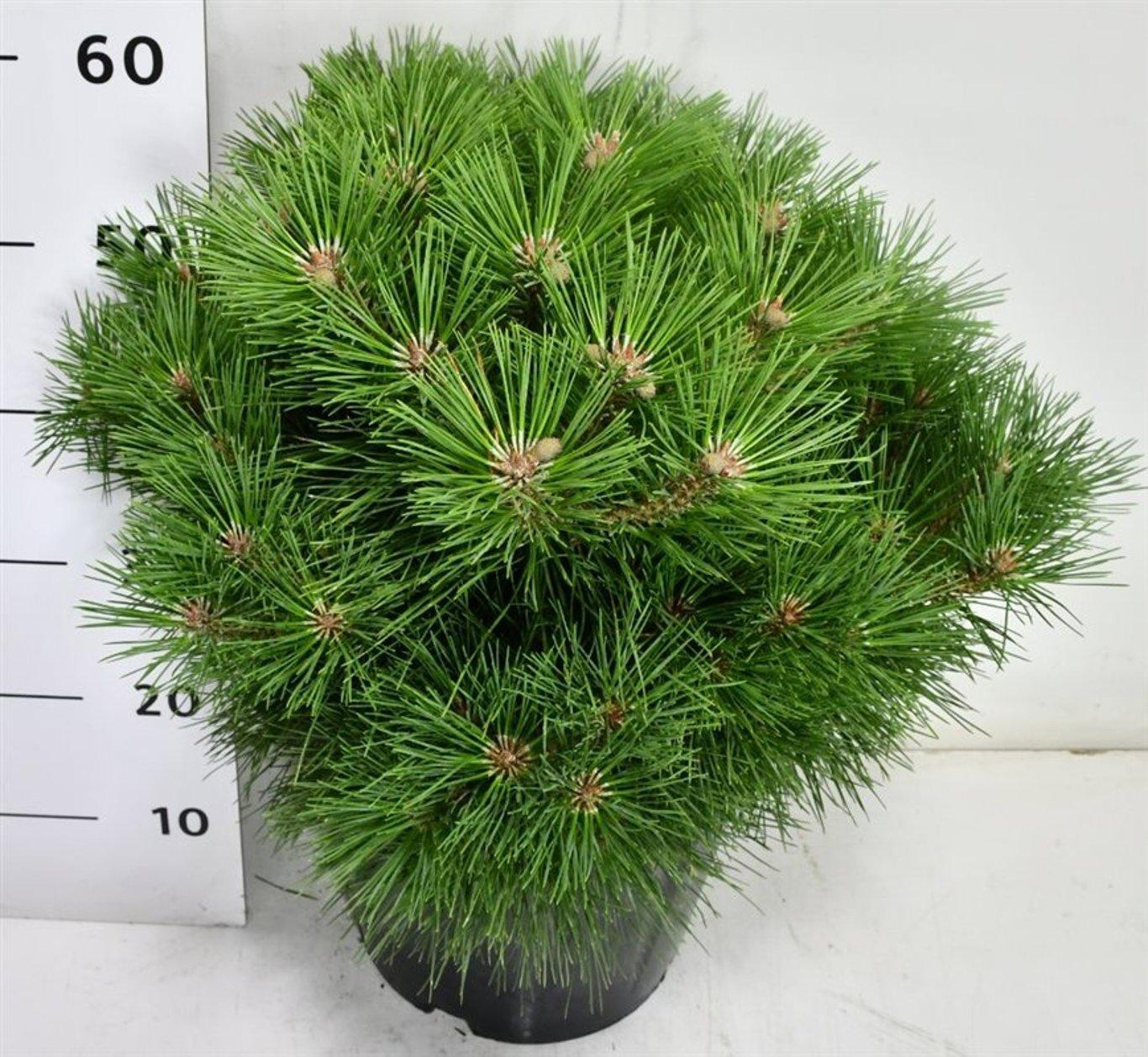 Горшечные цветы и растения оптом Pinus Nigra Pierrick Bregeon от 1шт из Голландии с доставкой по России