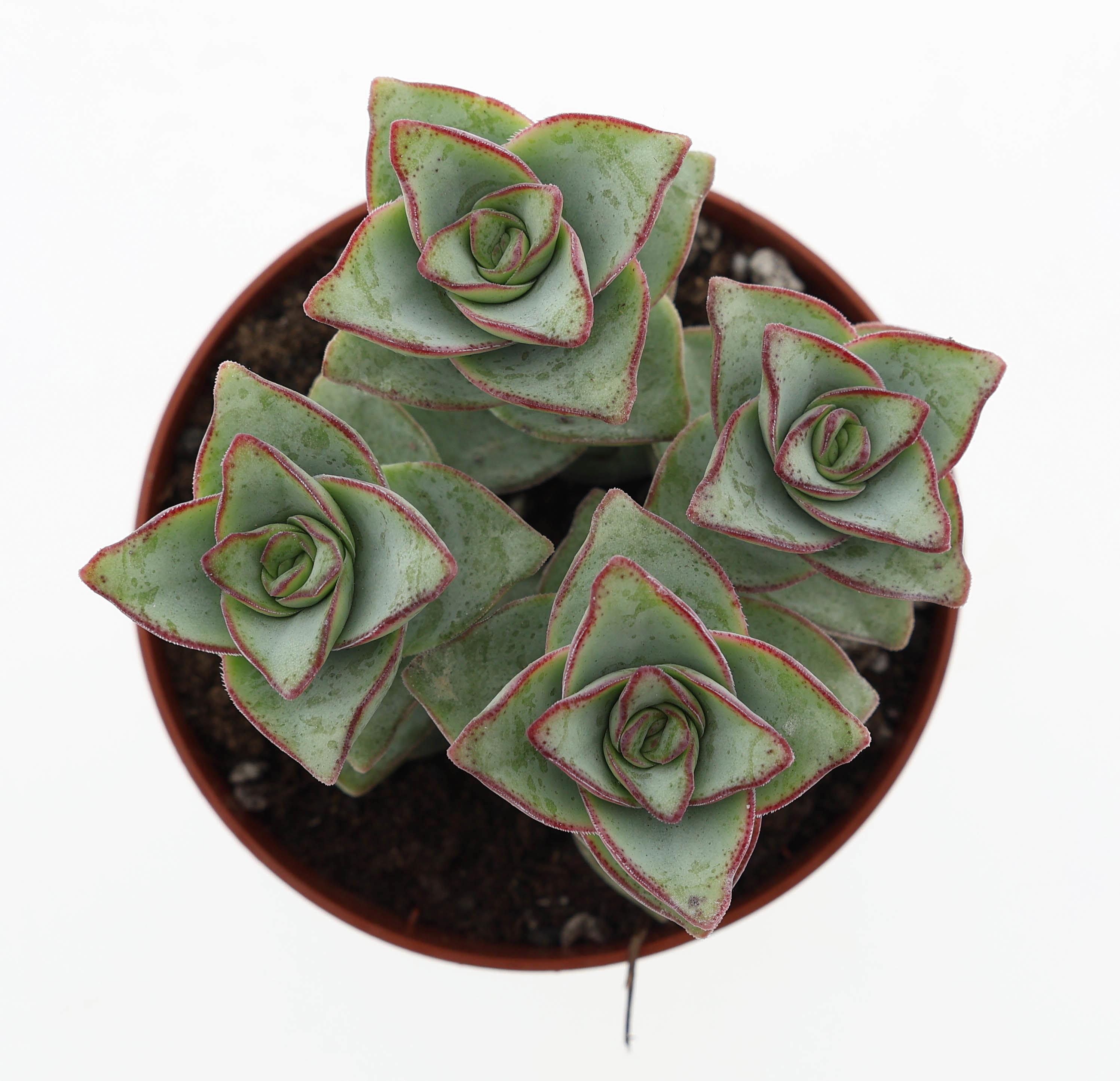 Горшечные цветы и растения оптом Crassula Perforata Azul от 12шт (для телеги) из Голландии с доставкой по России
