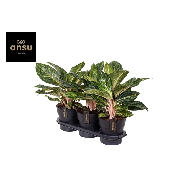 Горшечные цветы и растения оптом Aglaonema Peach Pearl от 3шт из Голландии с доставкой по России