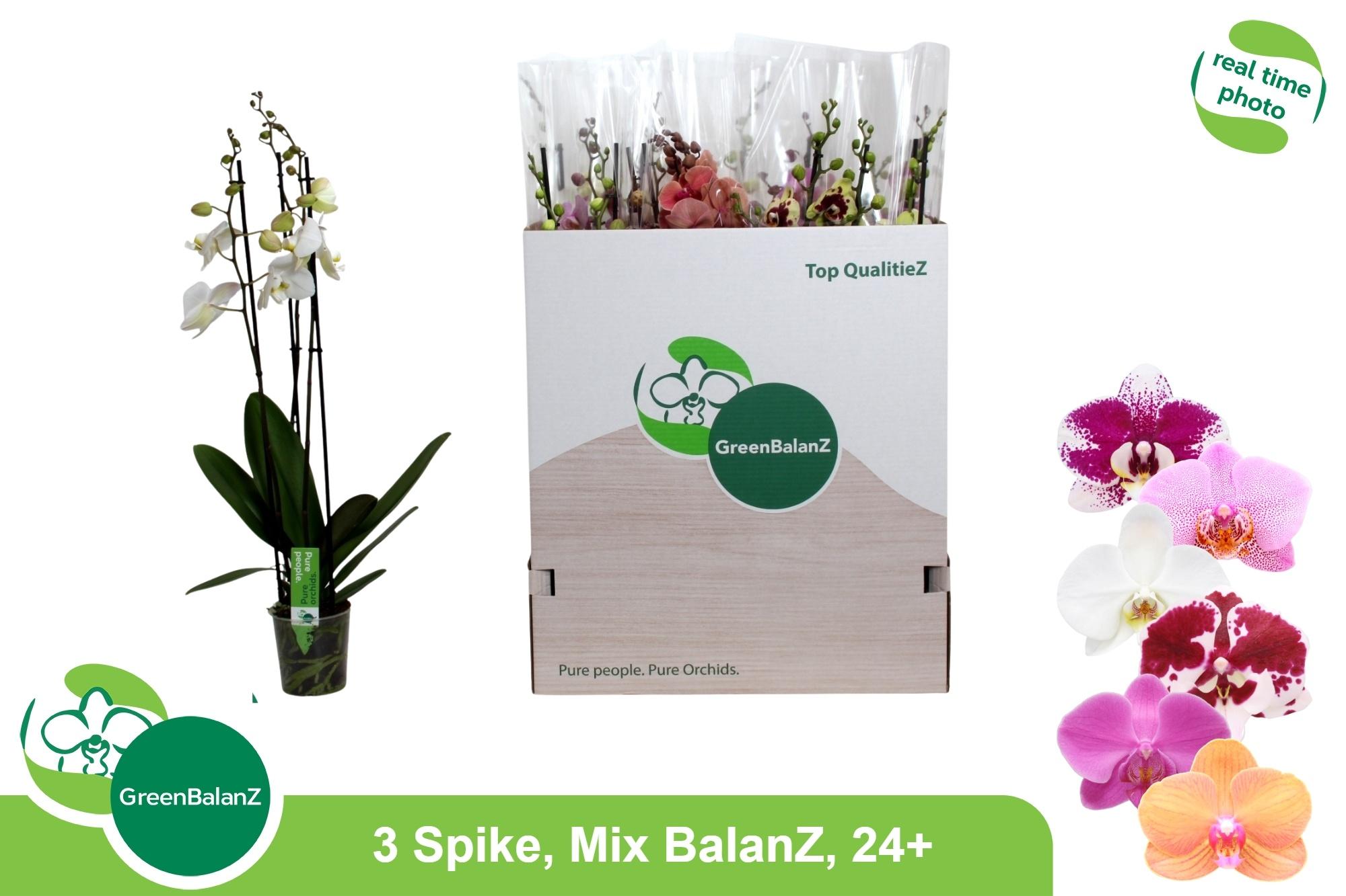 Горшечные цветы и растения оптом Phal Gem от 12шт из Голландии с доставкой по России