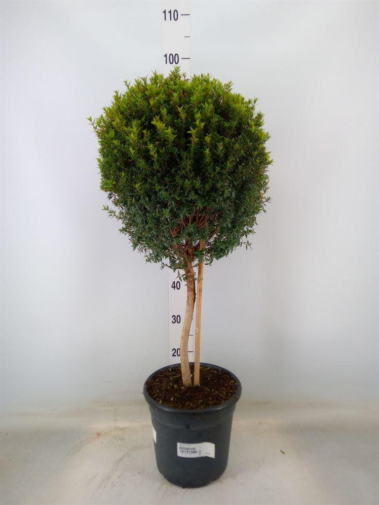 Горшечные цветы и растения оптом Myrtus Communis On Stem от 1шт из Голландии с доставкой по России