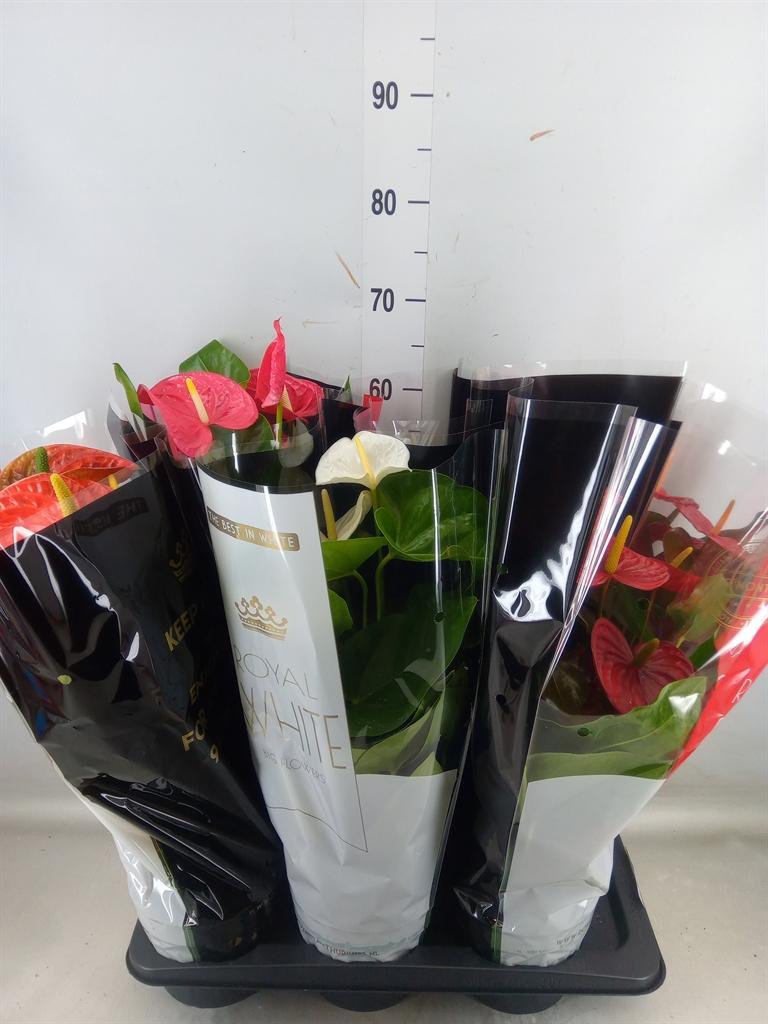 Горшечные цветы и растения оптом Anthurium   ...mix от 6шт из Голландии с доставкой по России