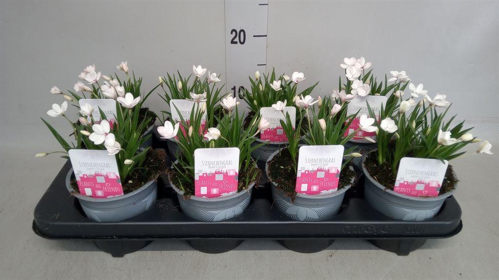 Горшечные цветы и растения оптом Rhodohypoxis Baurii от 8шт из Голландии с доставкой по России