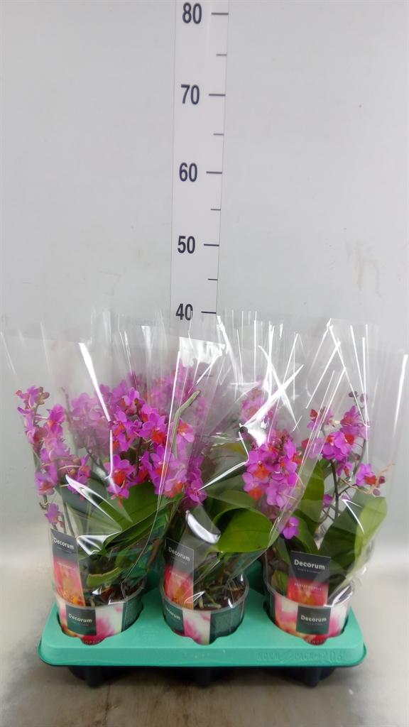 Горшечные цветы и растения оптом Phalaenopsis   ...lilac от 6шт из Голландии с доставкой по России