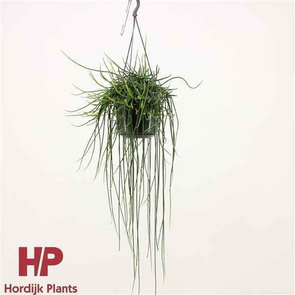 Горшечные цветы и растения оптом Rhipsalis Floccosa Hanging Pot от 7шт из Голландии с доставкой по России