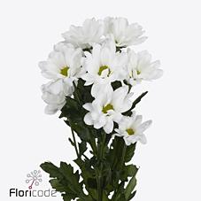 Срезанные цветы оптом Chrys sp ilonka от 80шт из Голландии с доставкой по России