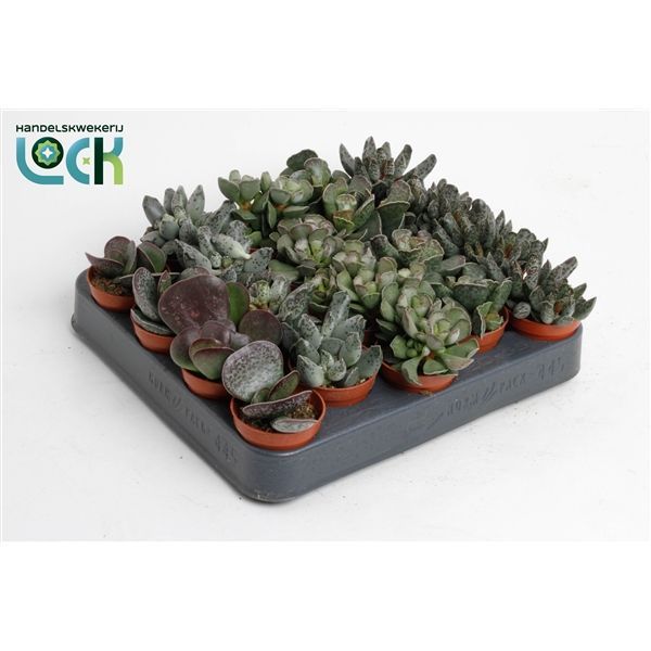 Горшечные цветы и растения оптом Adromischus Mix (living Stone) от 20шт из Голландии с доставкой по России