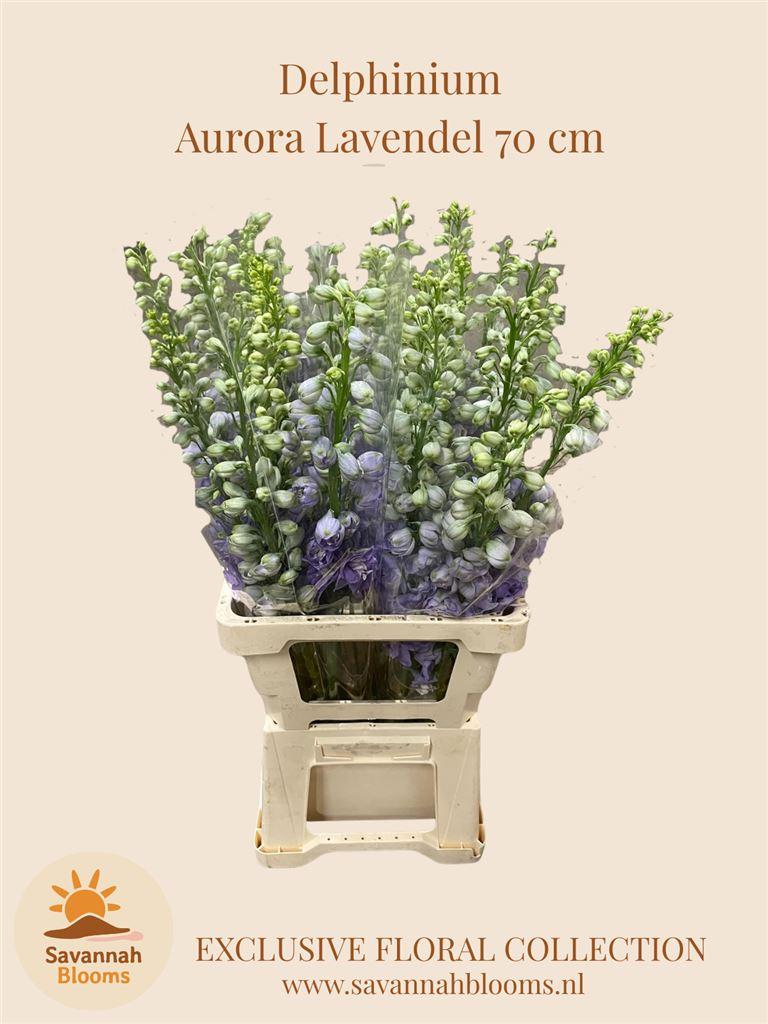 Срезанные цветы оптом Delphinium el aurora lavender от 25шт из Голландии с доставкой по России