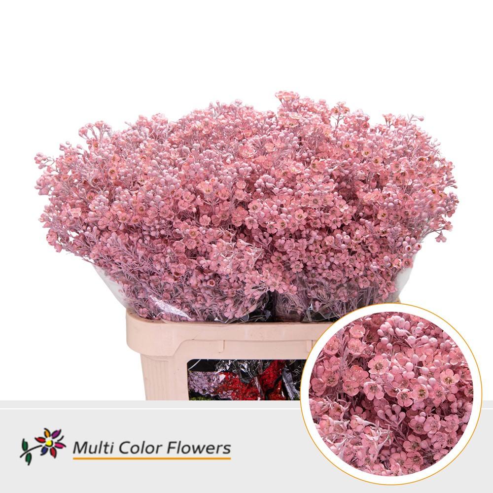 Срезанные цветы оптом Chamelaucium paint pink light от 75шт из Голландии с доставкой по России