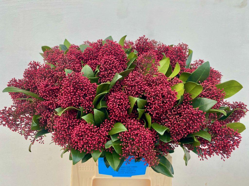 Срезанные цветы оптом Skimmia rubella per bunch от 10шт. из Голландии с доставкой по России