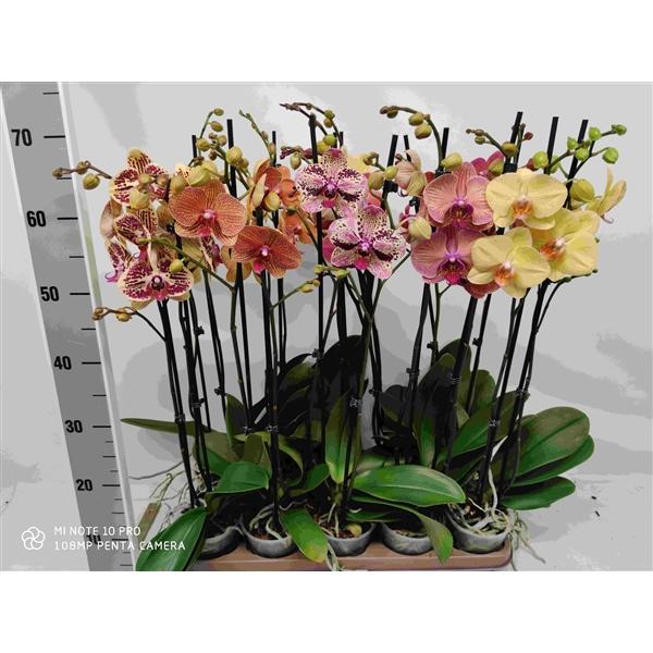 Горшечные цветы и растения оптом Phal 2st Orange/yellow Mix 18+ (phalaenova) от 10шт из Голландии с доставкой по России
