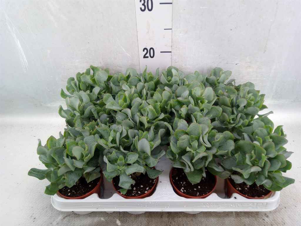 Горшечные цветы и растения оптом Crassula Arborescens Subsp. Undilat от 12шт из Голландии с доставкой по России