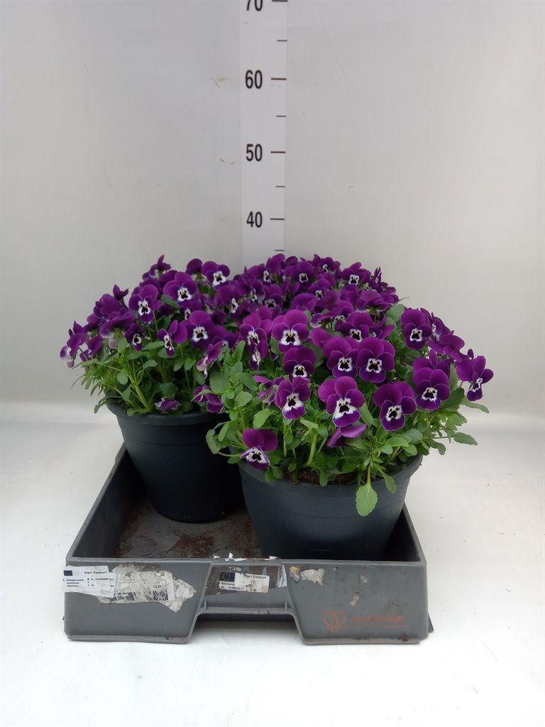 Горшечные цветы и растения оптом Viola   ... от 3шт (для телеги) из Голландии с доставкой по России