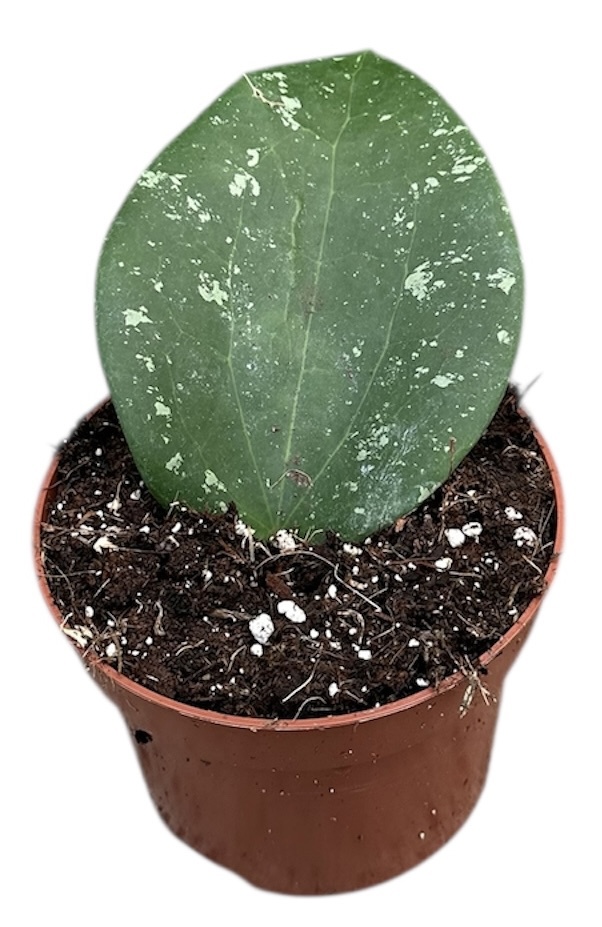 Горшечные цветы и растения оптом Hoya Glabra Splash от 1шт из Голландии с доставкой по России