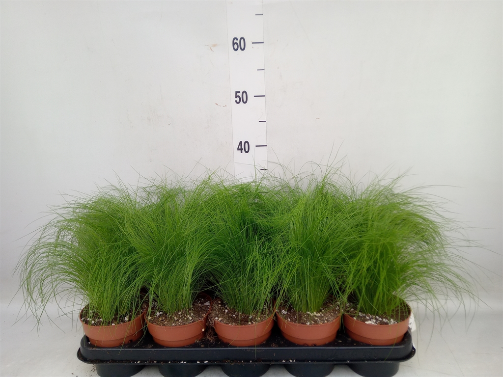 Горшечные цветы и растения оптом Stipa Tenuifolia от 10шт из Голландии с доставкой по России