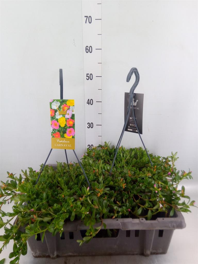Горшечные цветы и растения оптом Portulaca   ...mix In Pot от 2шт из Голландии с доставкой по России