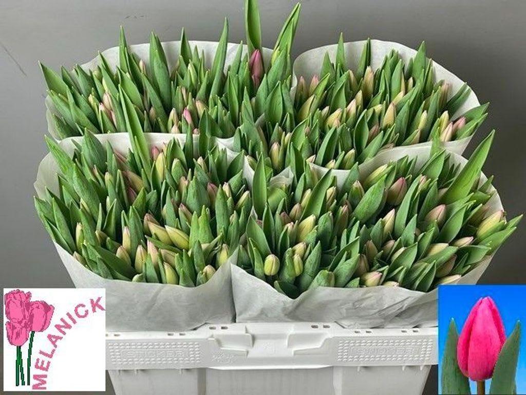 Срезанные цветы оптом Tulipa si lincoln от 200шт из Голландии с доставкой по России