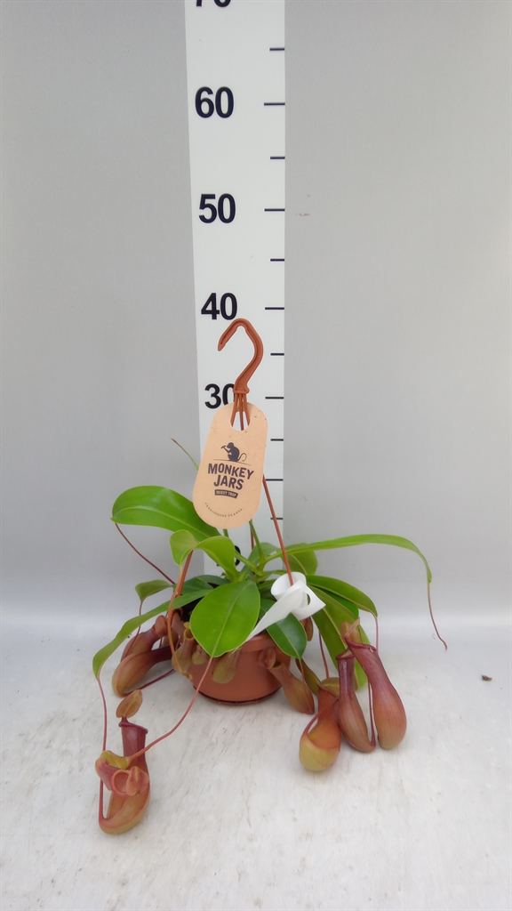 Горшечные цветы и растения оптом Nepenthes Alata от 1шт из Голландии с доставкой по России