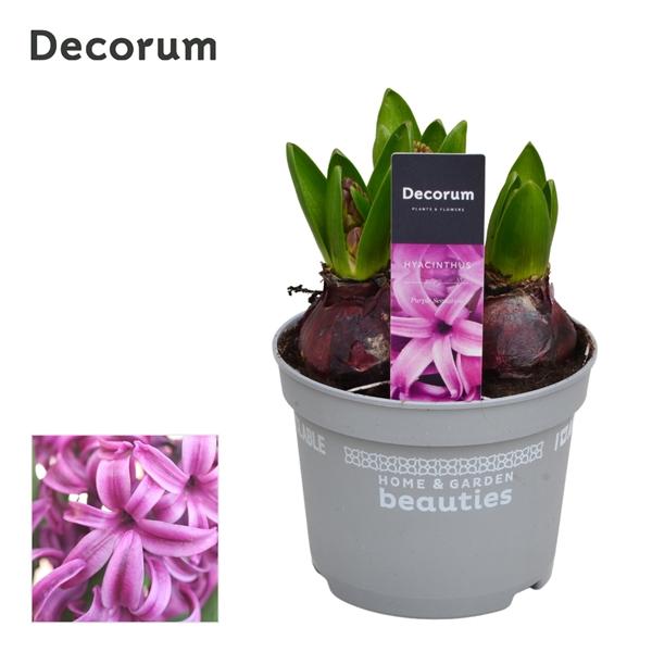 Горшечные цветы и растения оптом Hyacinthus Purple Sensation 3pp (decorum) от 10шт из Голландии с доставкой по России