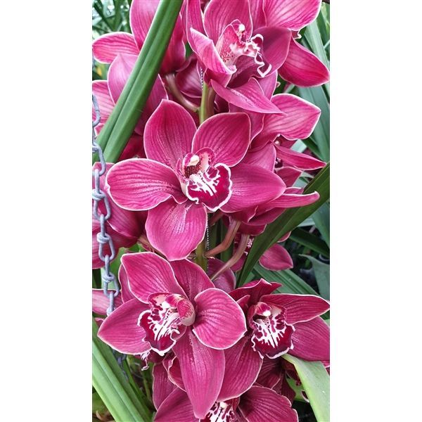 Срезанные цветы оптом Cymbidium red blazing khan amaro от 12шт из Голландии с доставкой по России