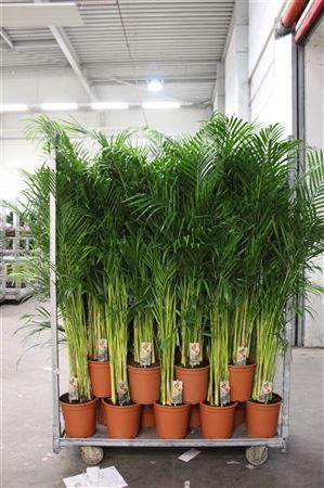 Горшечные цветы и растения оптом Dypsis Lutescens 20pp от 1шт из Голландии с доставкой по России