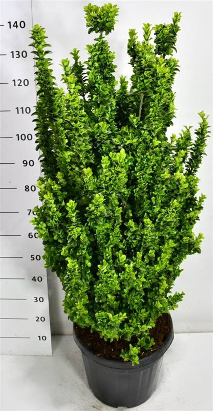 Горшечные цветы и растения оптом Euonymus Jap Benkomasaki от 1шт из Голландии с доставкой по России