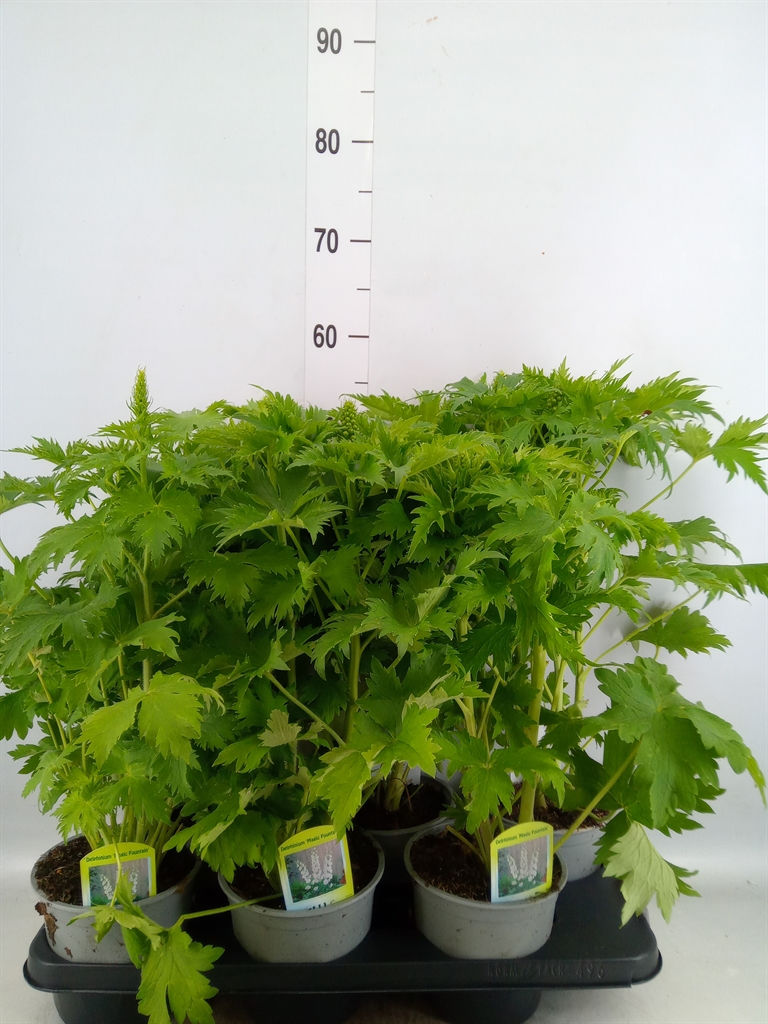 Горшечные цветы и растения оптом Delphinium   ... от 6шт из Голландии с доставкой по России