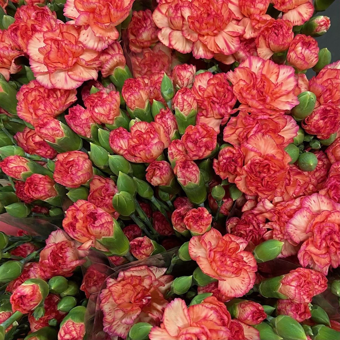 Срезанные цветы оптом Dianthus sp fiorella от 100шт из Голландии с доставкой по России