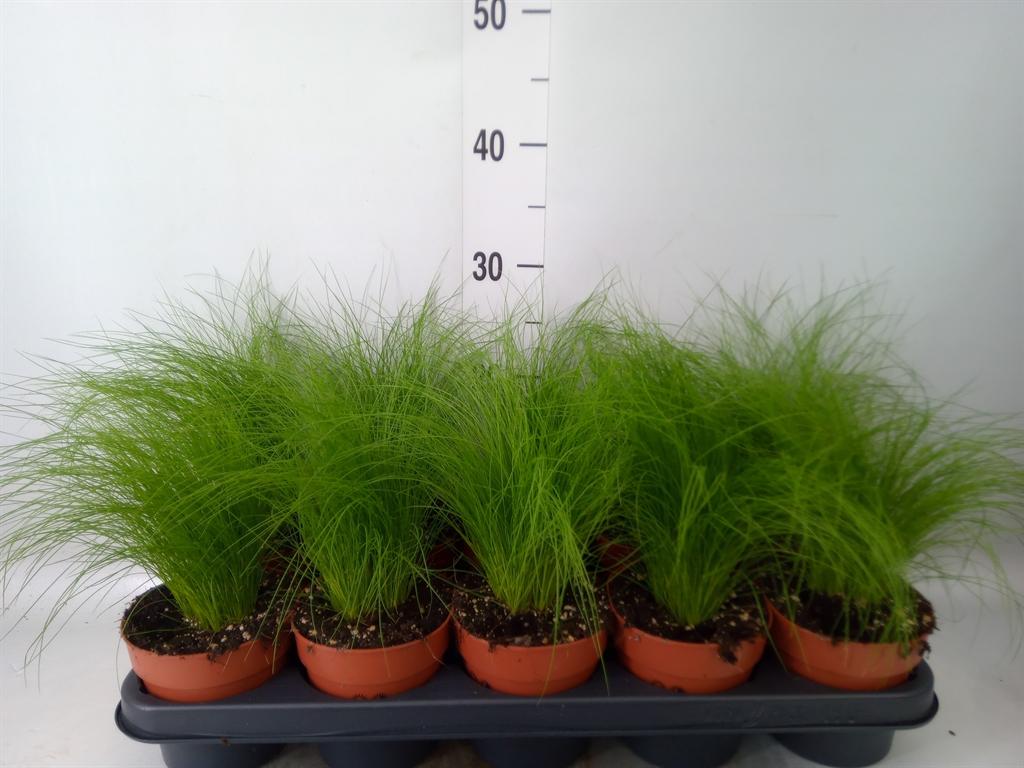 Горшечные цветы и растения оптом Stipa Tenuifolia от 10шт из Голландии с доставкой по России