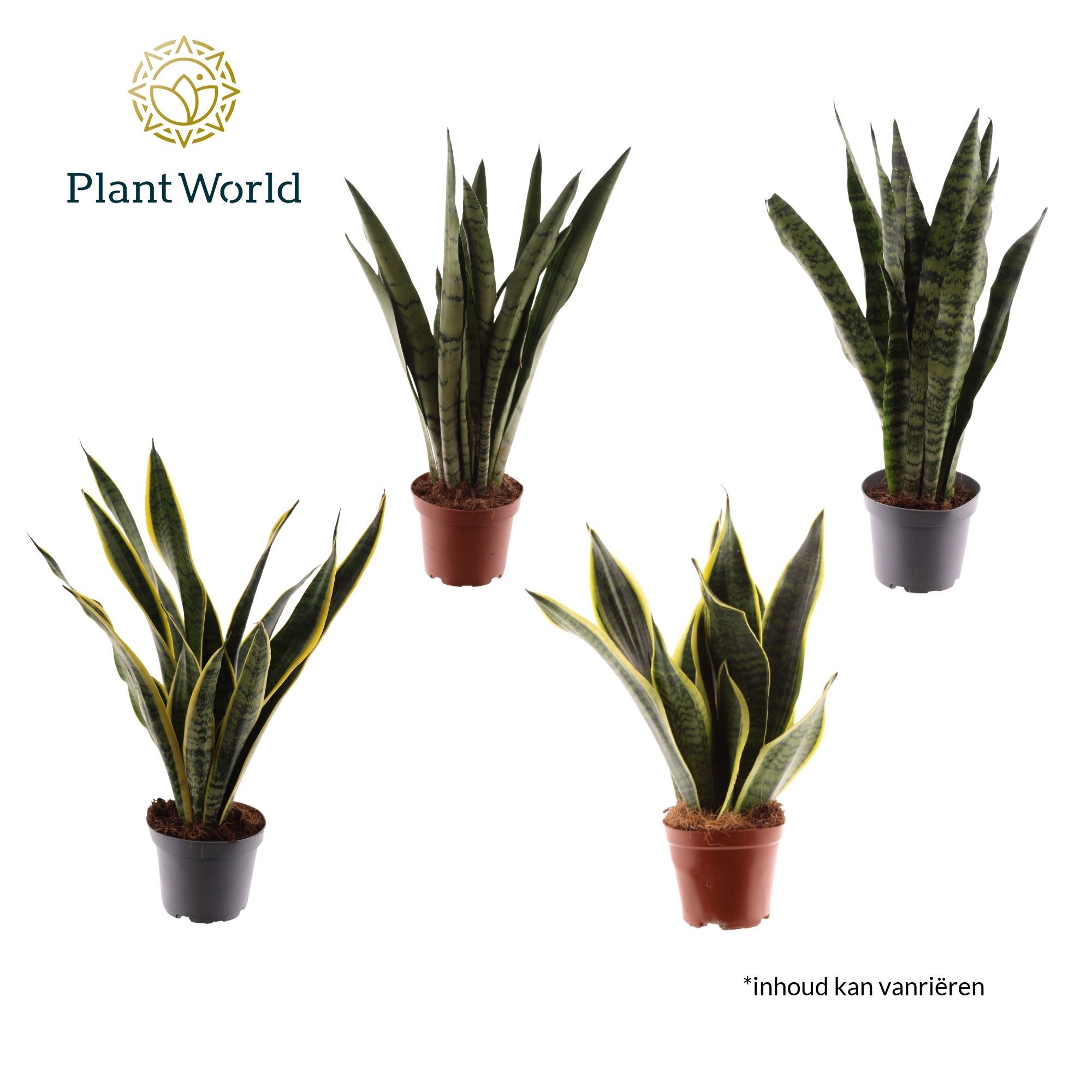 Горшечные цветы и растения оптом Sansevieria 3-4 Mix от 10шт из Голландии с доставкой по России