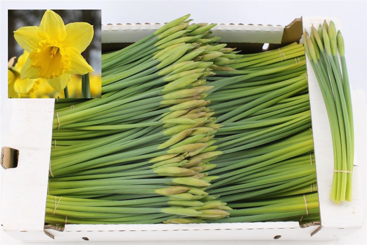 Срезанные цветы оптом Narcissus si standard value от 40шт из Голландии с доставкой по России