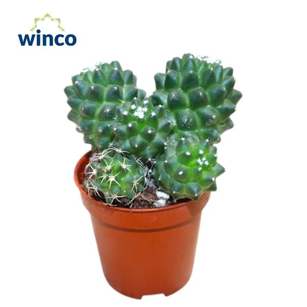 Горшечные цветы и растения оптом Mammillaria Toluca Group от 20шт (для телеги) из Голландии с доставкой по России