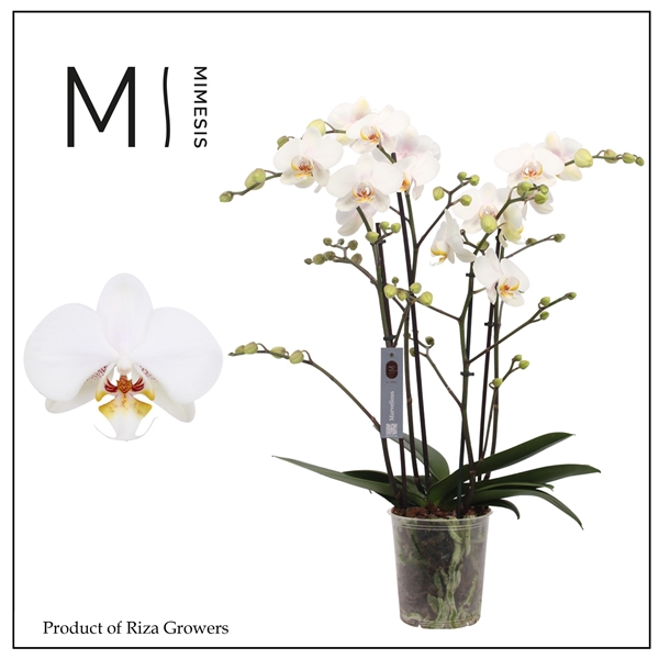 Горшечные цветы и растения оптом Phal Mimesis Marvellous White 50+ (orchid Growers) от 4шт из Голландии с доставкой по России