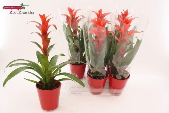 Горшечные цветы и растения оптом Guzm Allura от 6шт из Голландии с доставкой по России