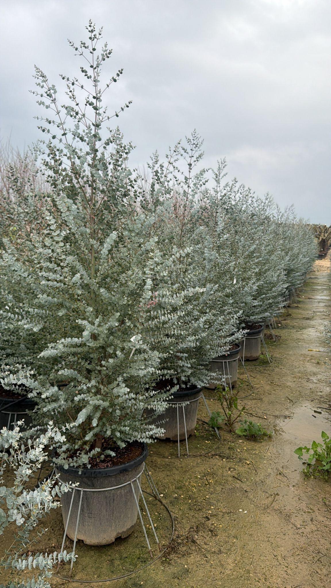 Горшечные цветы и растения оптом Eucal Gu Azura от 1шт из Голландии с доставкой по России