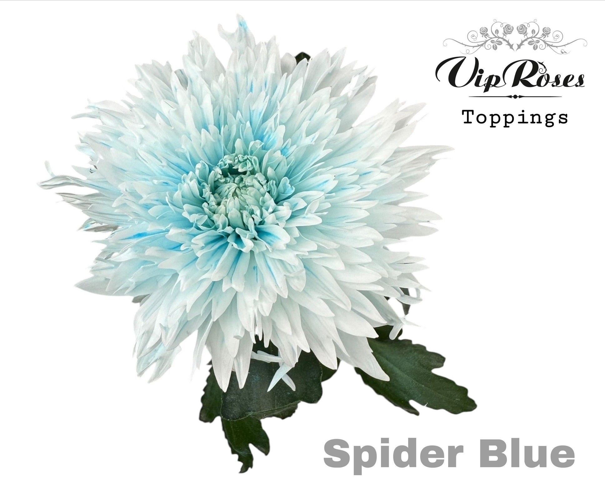 Срезанные цветы оптом Chrys bl paint spider blue от 20шт из Голландии с доставкой по России