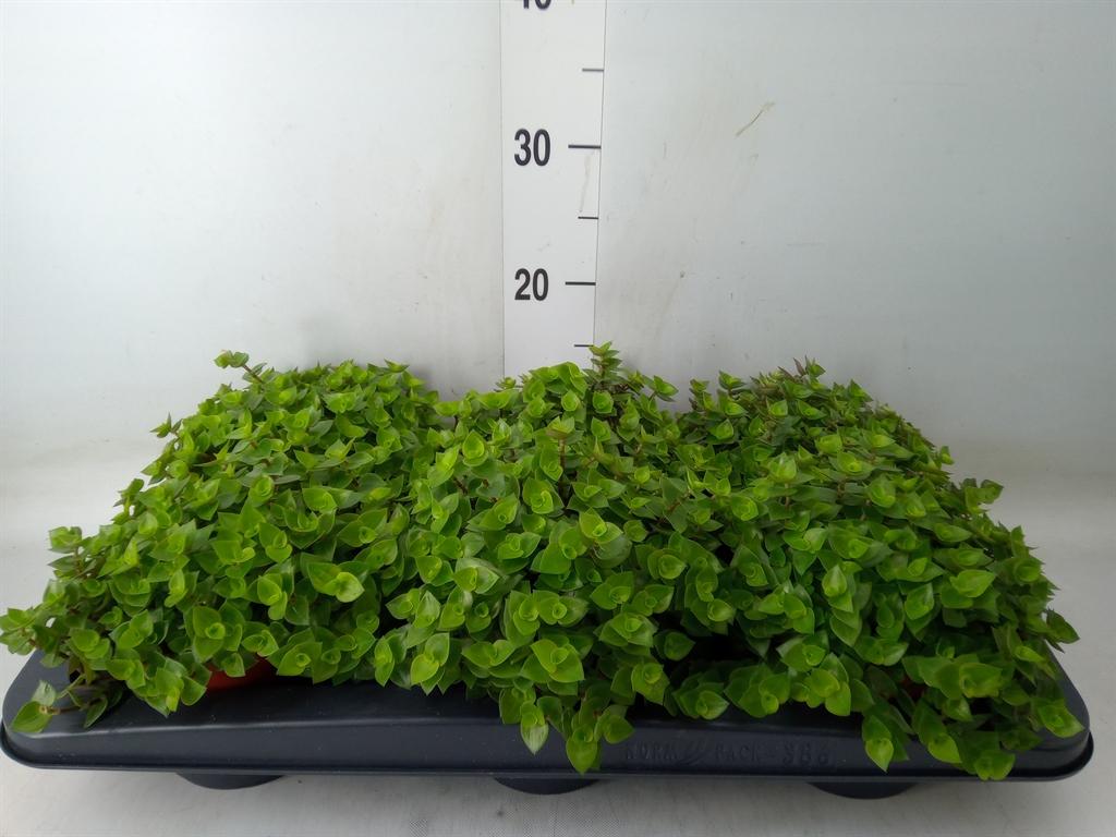 Горшечные цветы и растения оптом Callisia Repens от 6шт из Голландии с доставкой по России