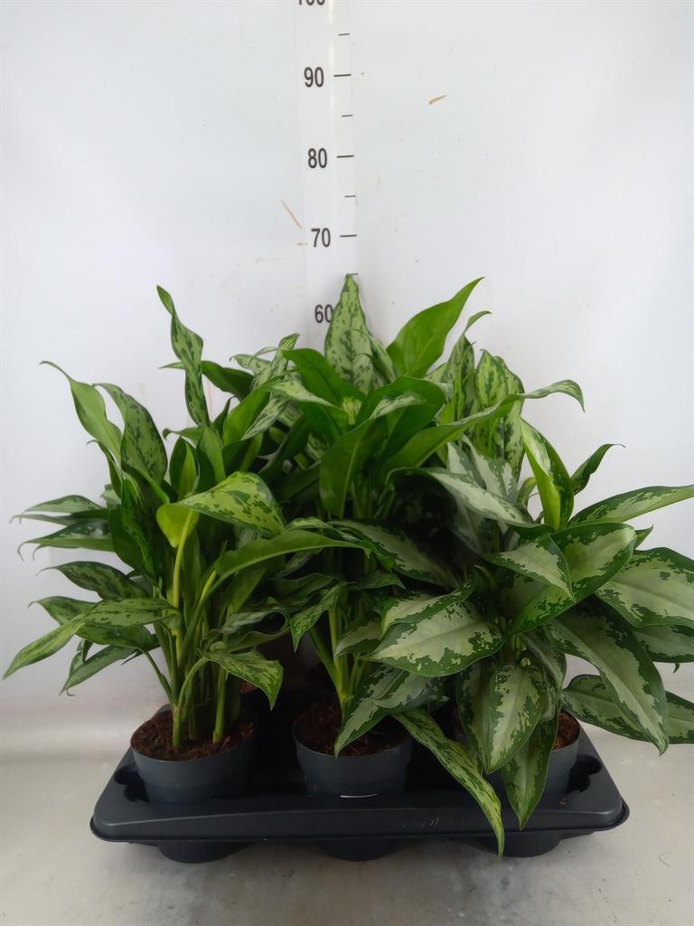 Горшечные цветы и растения оптом Aglaonema   ...mix от 6шт из Голландии с доставкой по России