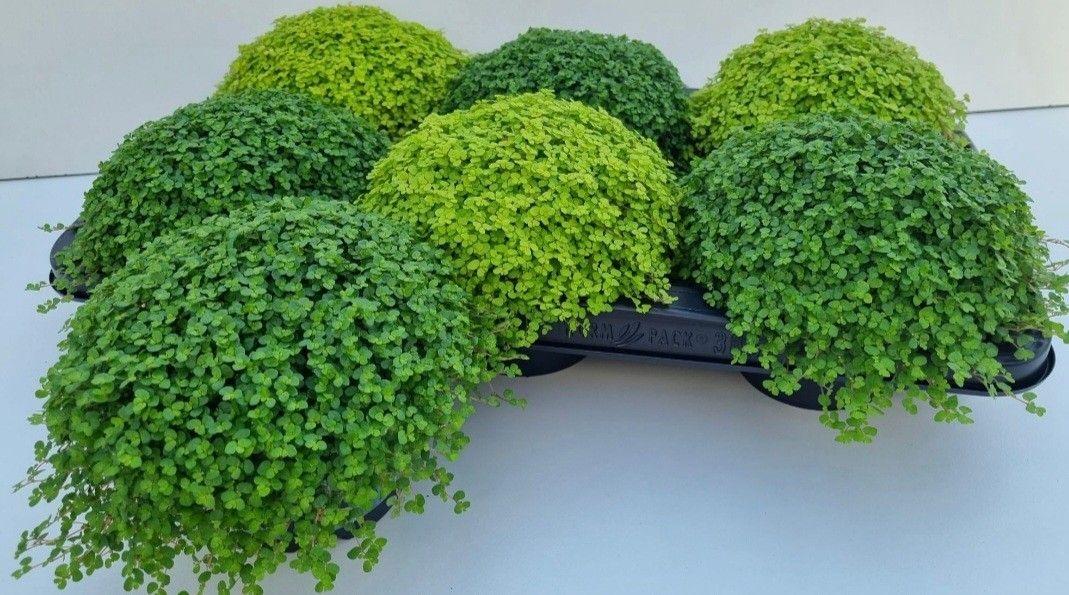 Горшечные цветы и растения оптом Solei Sol  Gem 2 Srt от 6шт из Голландии с доставкой по России